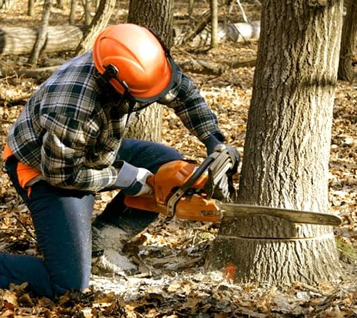 Tree Removal in Castella, CA